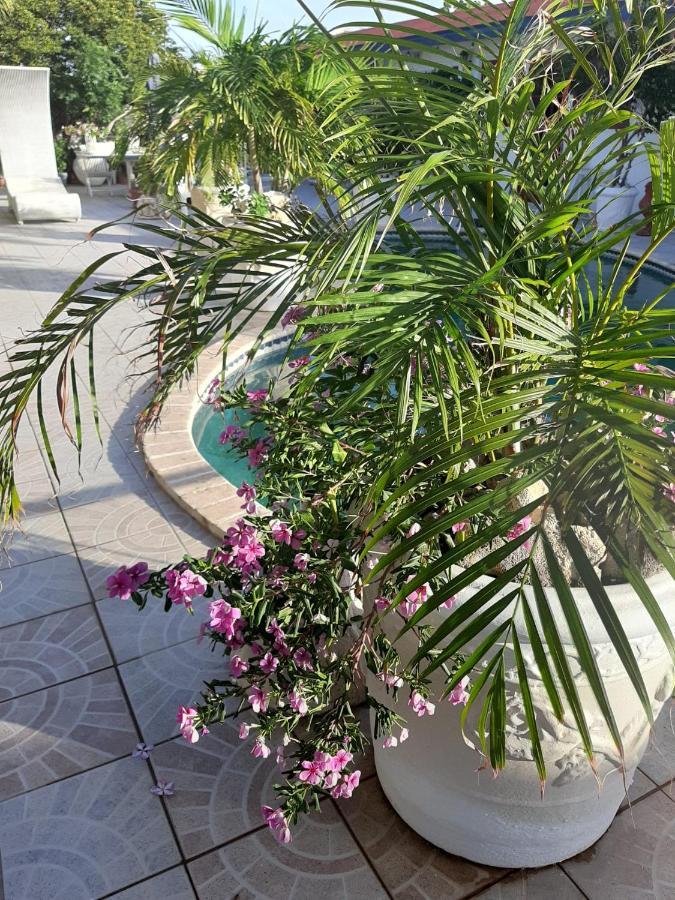 Palmita Hotel Hostel Oranjestad Ngoại thất bức ảnh
