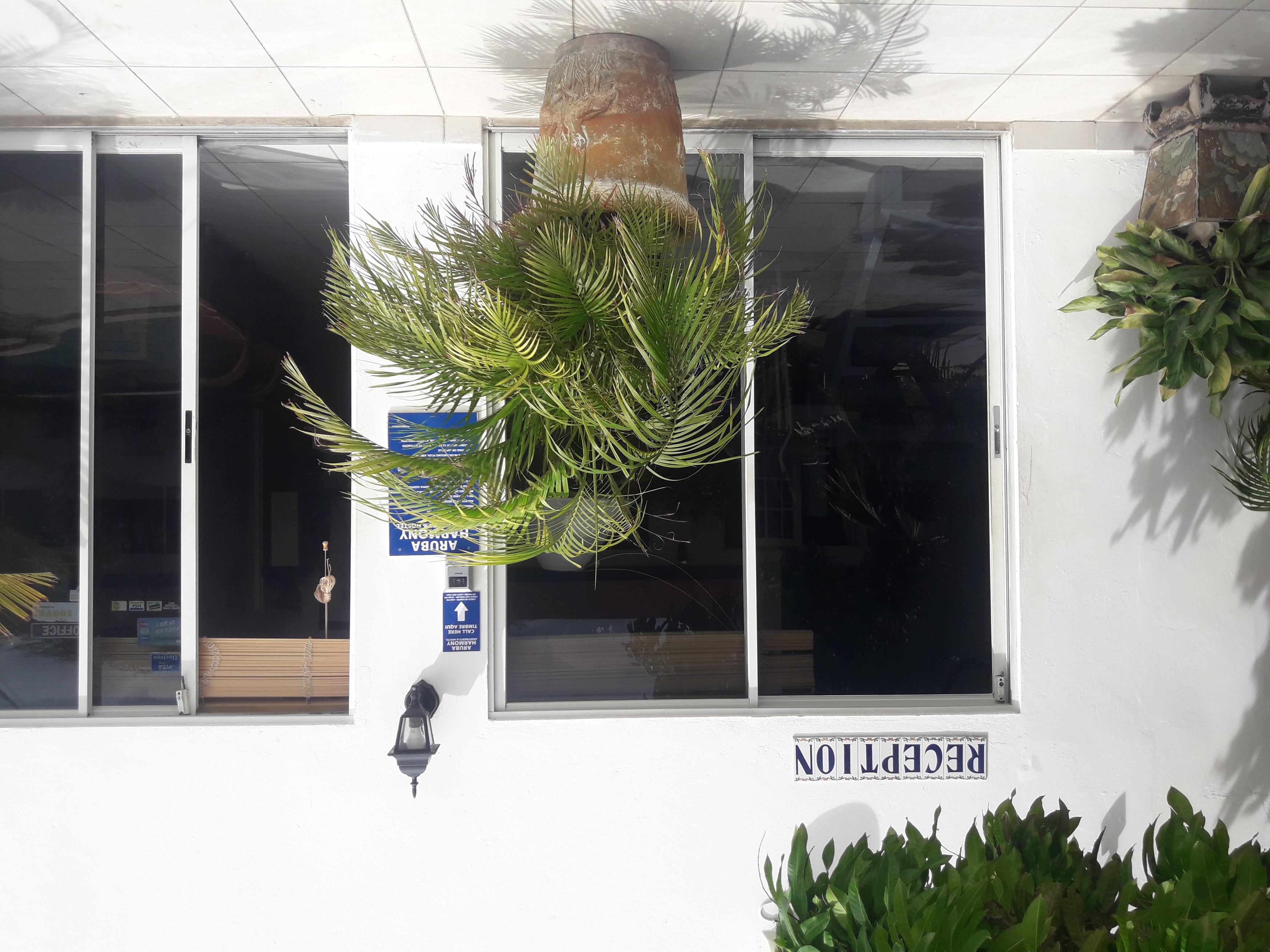 Palmita Hotel Hostel Oranjestad Ngoại thất bức ảnh